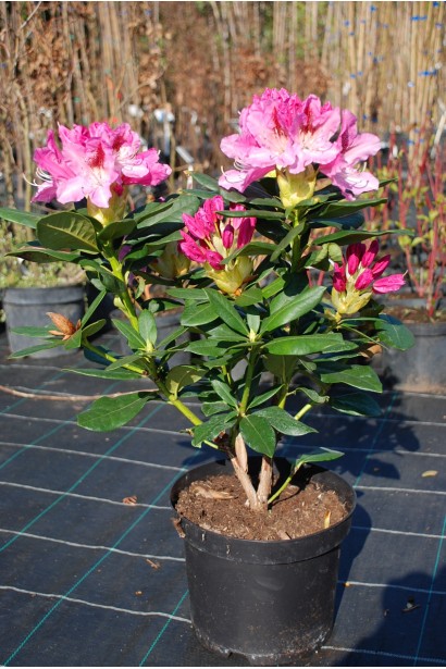 Рододендрон Розеум Елеганс - 5-7,5л/вис.30-40см/Ø30-40см